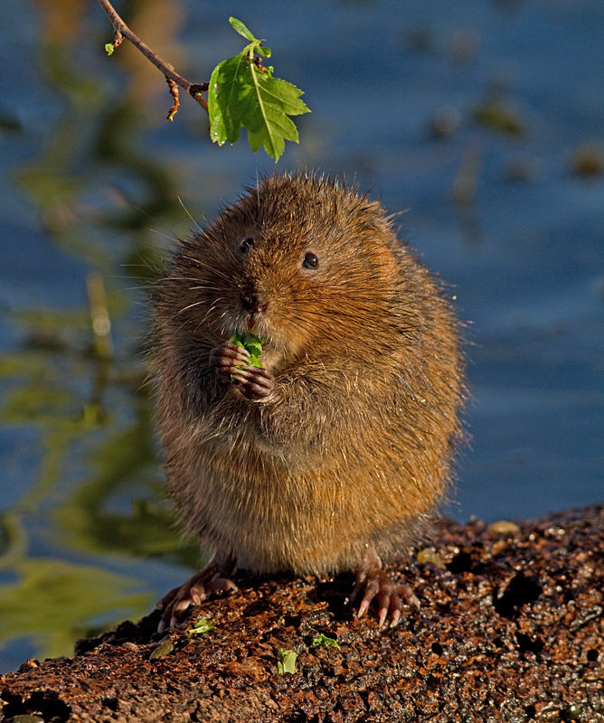  - Water Voles