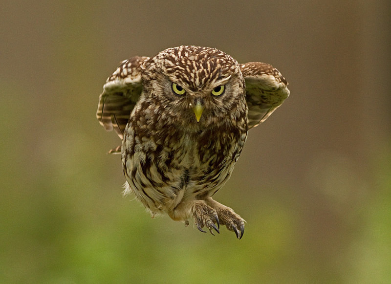  - Little Owls