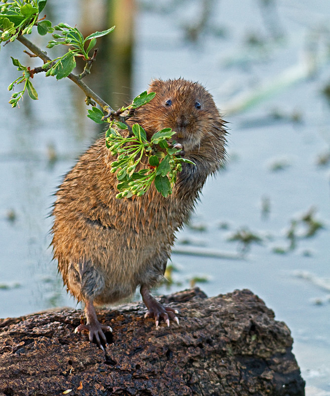  - Water Voles
