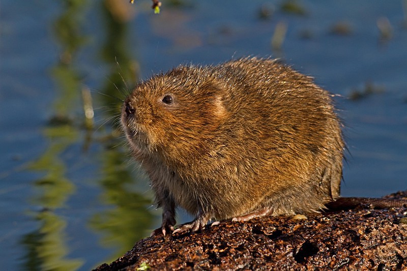  - Water Voles