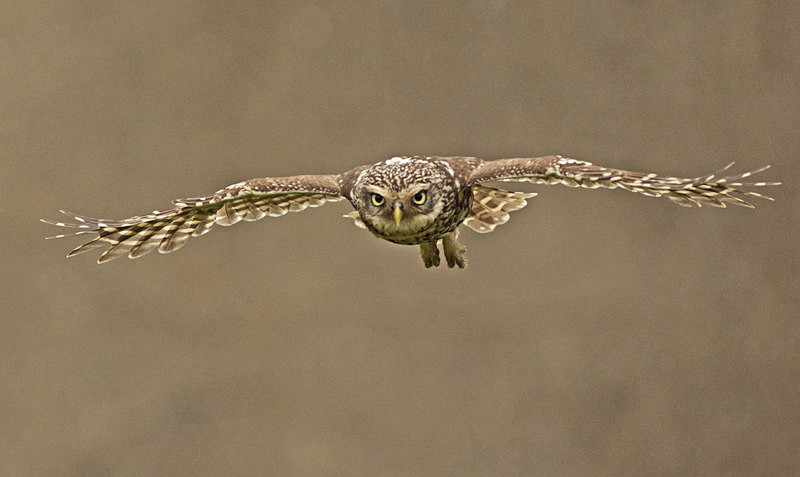  - Little Owls