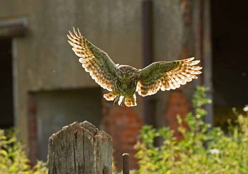  - Little Owls
