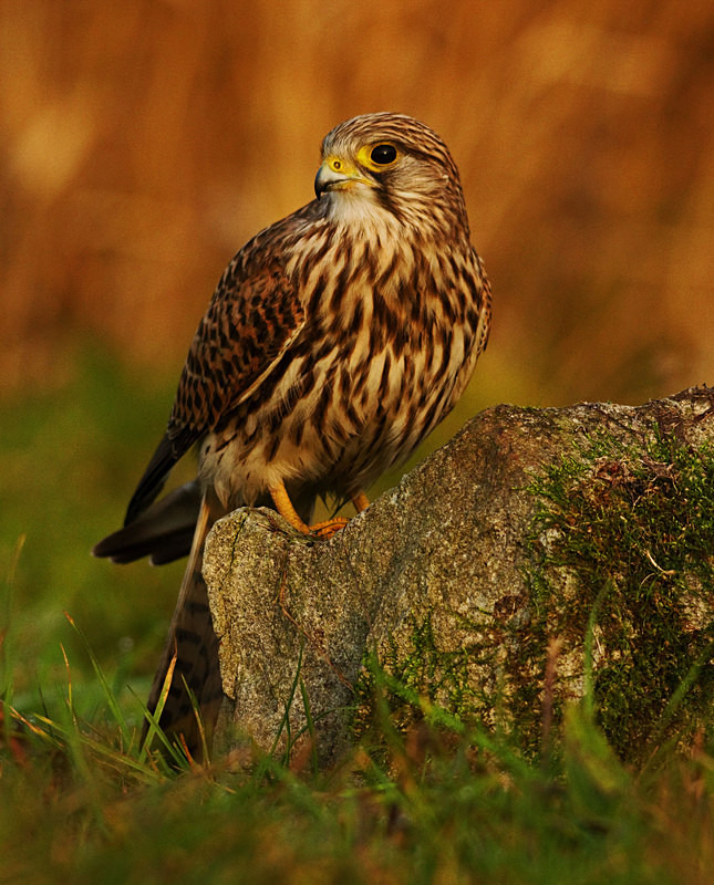 Kestrel perched on a post at Stow Maries Aerodrome wildlife photography Russell Savory