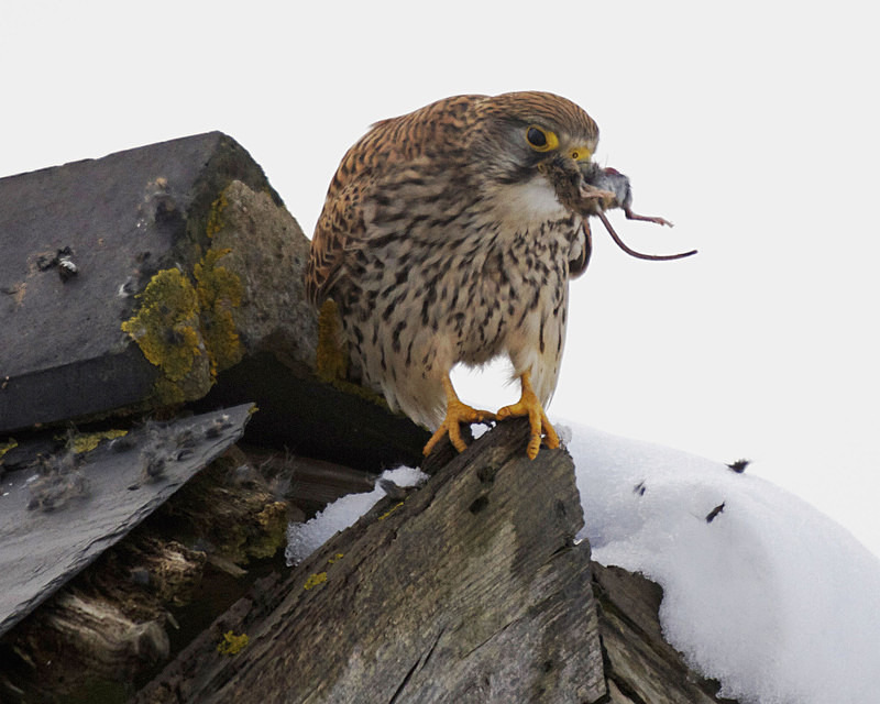 Kestrel eating a mouse at Stow Maries Aerodrome wildlife photography Russell Savory