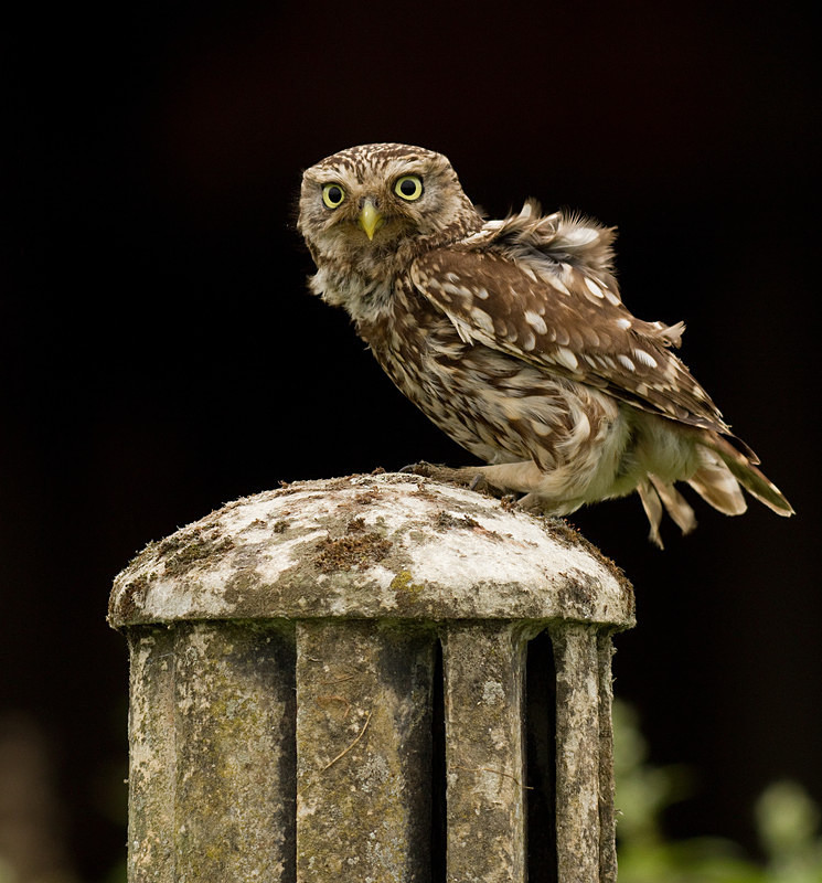 - Little Owls