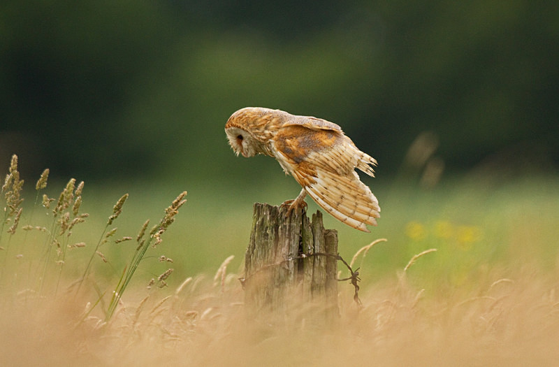  - Barn Owls