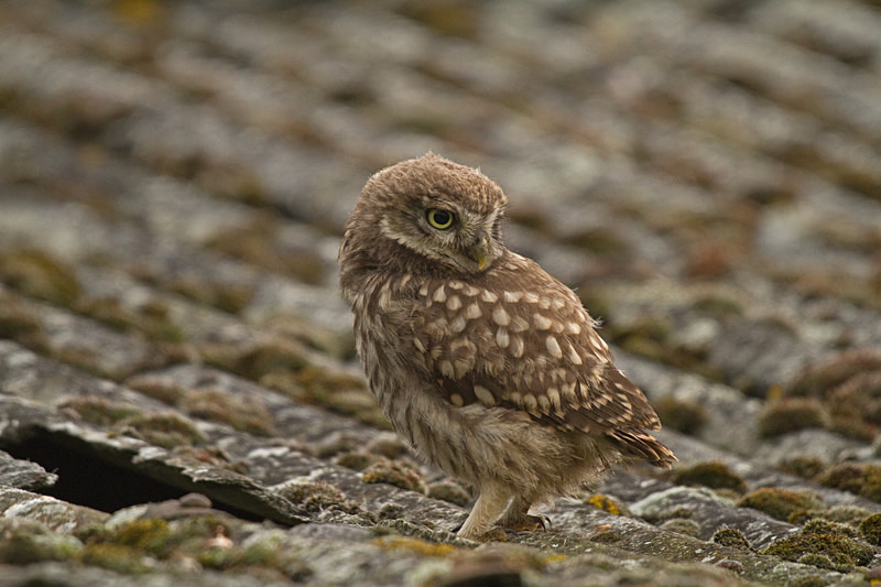  - Little Owls