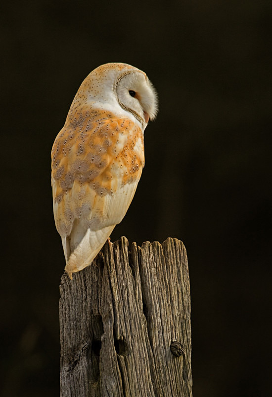 Barn Owl perched on a post - Barn Owls
