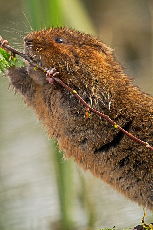  - Water Voles