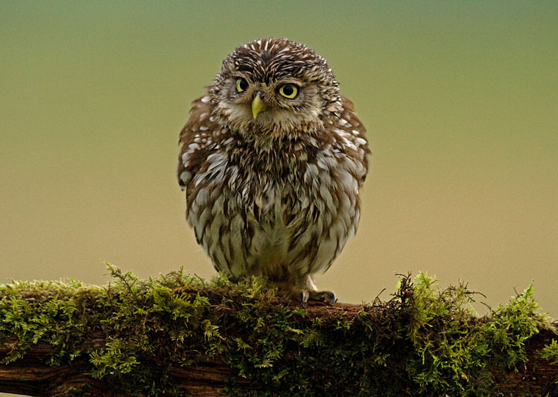  - Little Owls