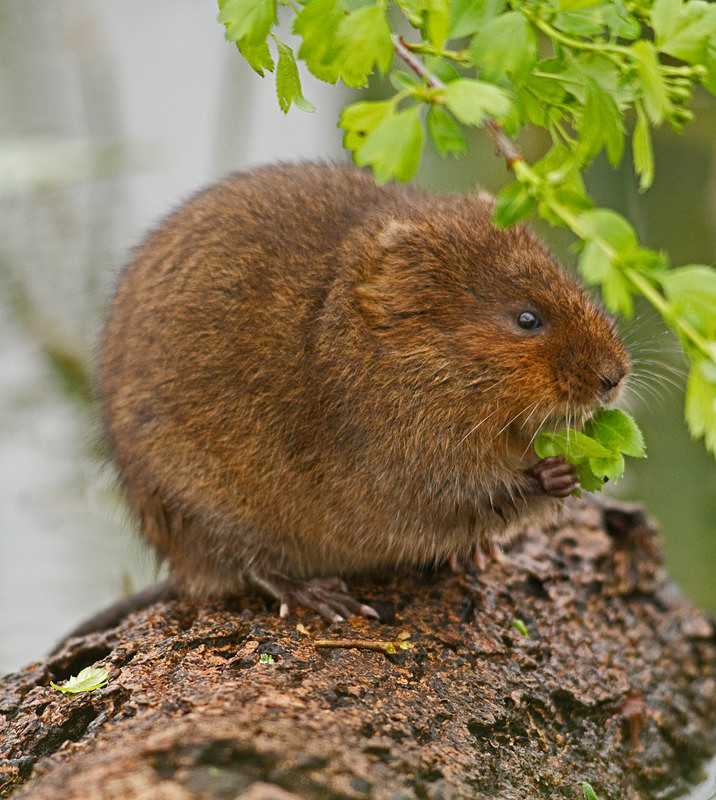  - Water Voles