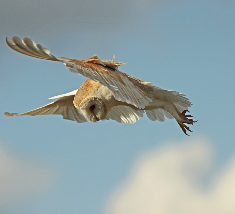 Barn Owl in flight - Barn Owls
