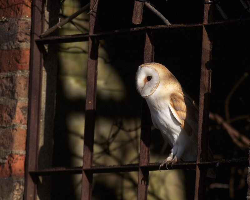 Barn Owl perched in a window - Barn Owls