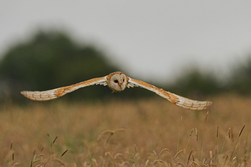  - Barn Owls