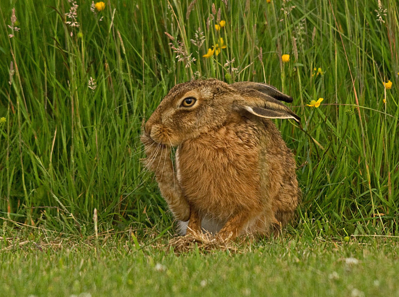  - Hares
