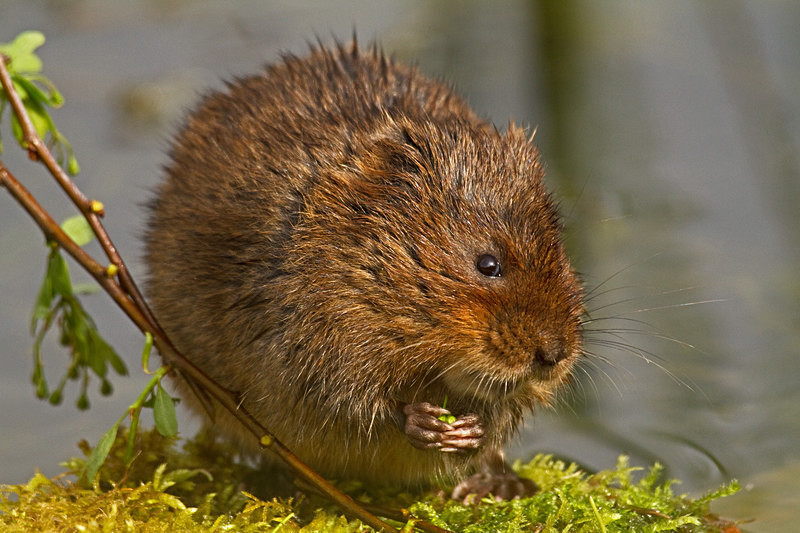  - Water Voles