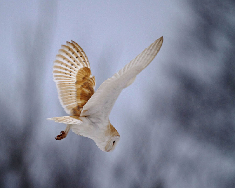 Barn Owl in Flight - Barn Owls