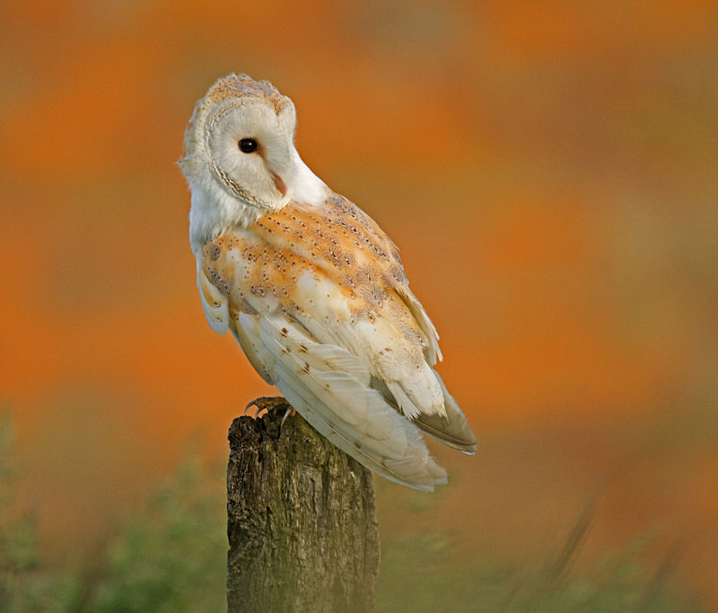 Barn Owl perched on a post - Barn Owls
