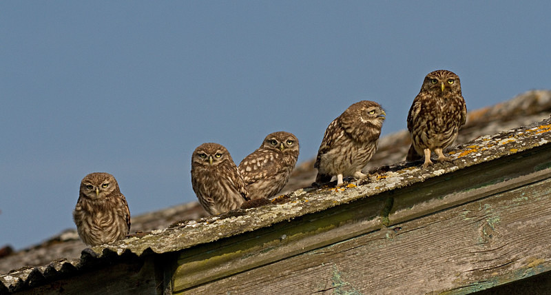  - Little Owls
