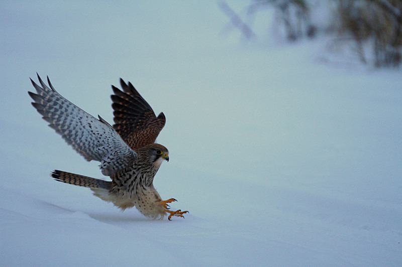 Kestrel landing at Stow Maries Aerodrome wildlife photography Russell Savory