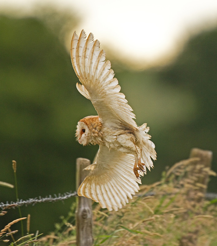  - Barn Owls