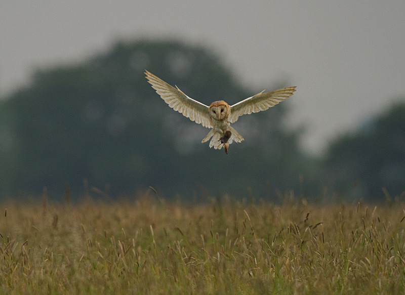  - Barn Owls