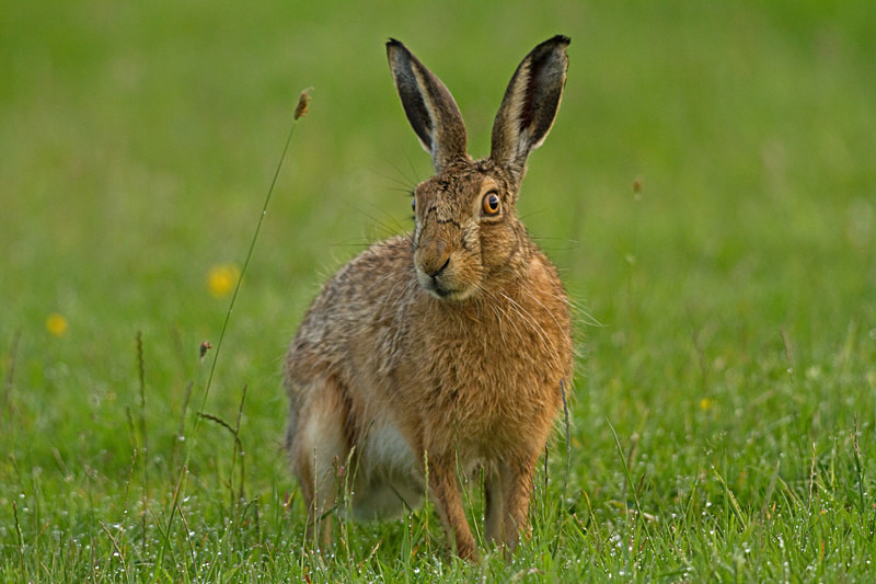  - Hares