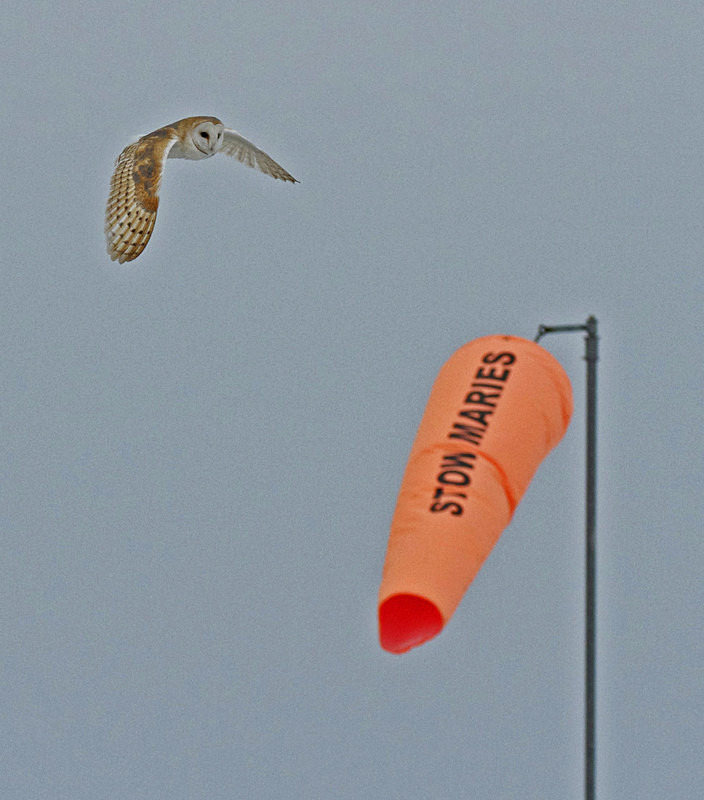 Barn Owl in Flight - Barn Owls