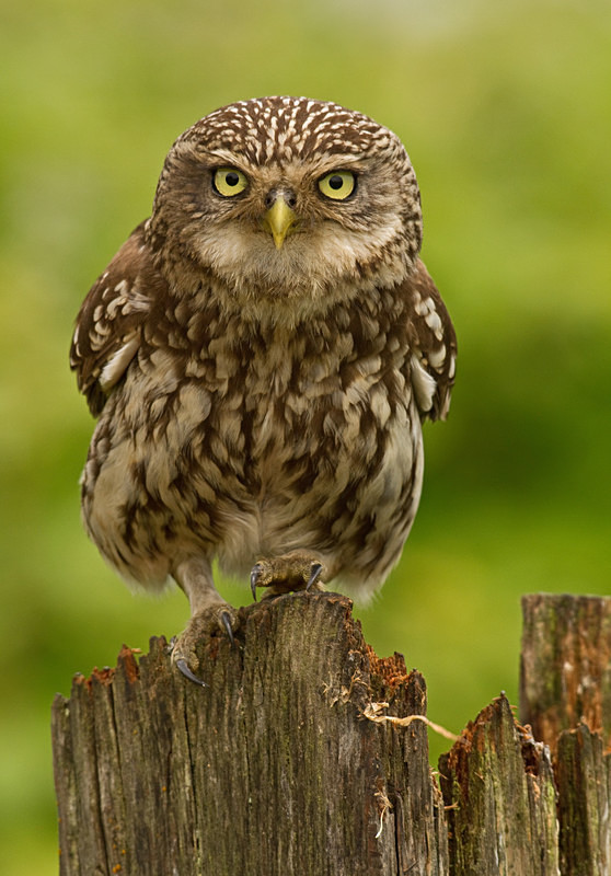  - Little Owls