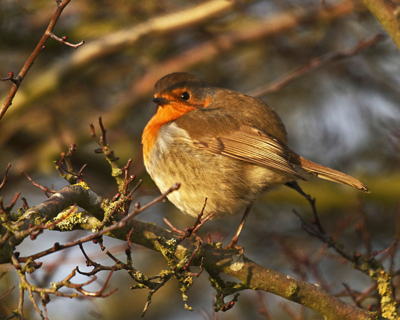 Robin - Anything Else!