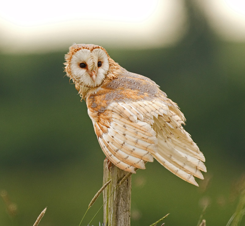  - Barn Owls
