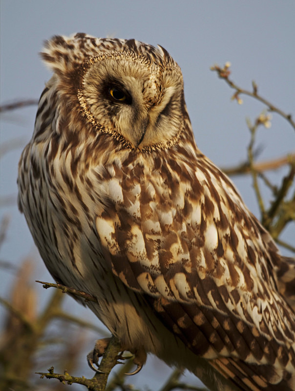 Short Eared Owl perched in a tree - Short Eared Owls