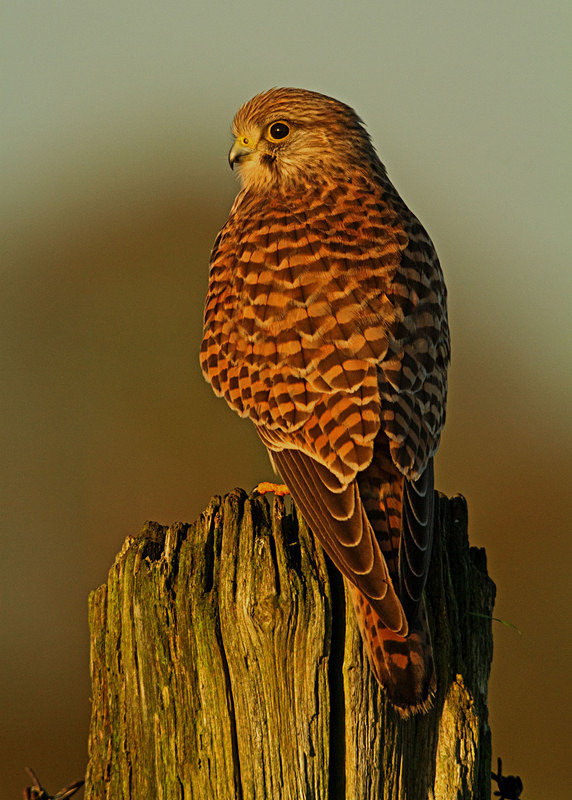 Kestrel perched on a post at Stow Maries Aerodrome wildlife photography Russell Savory