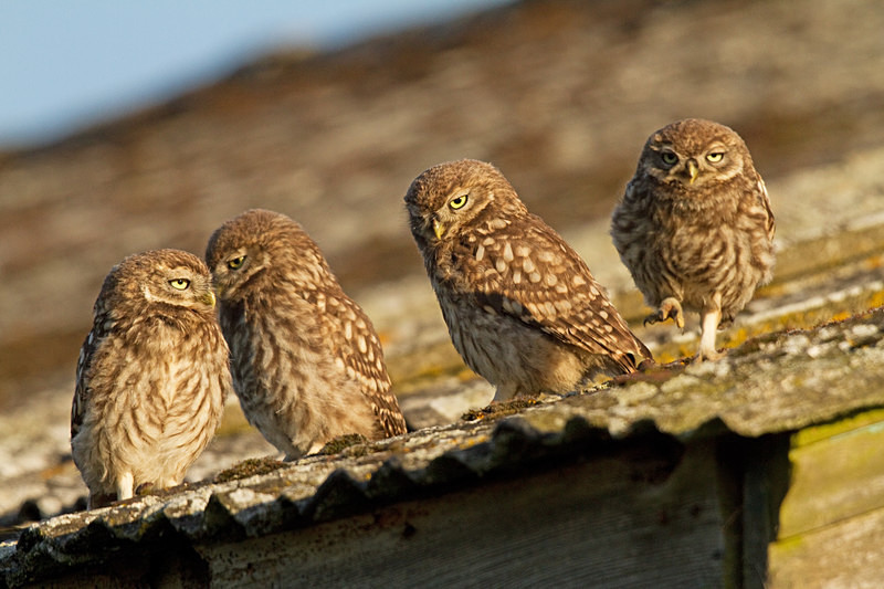  - Little Owls