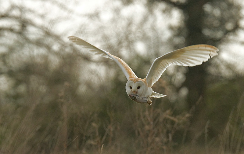  - Barn Owls