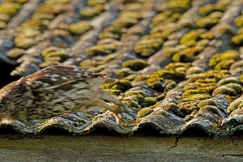  - Little Owls
