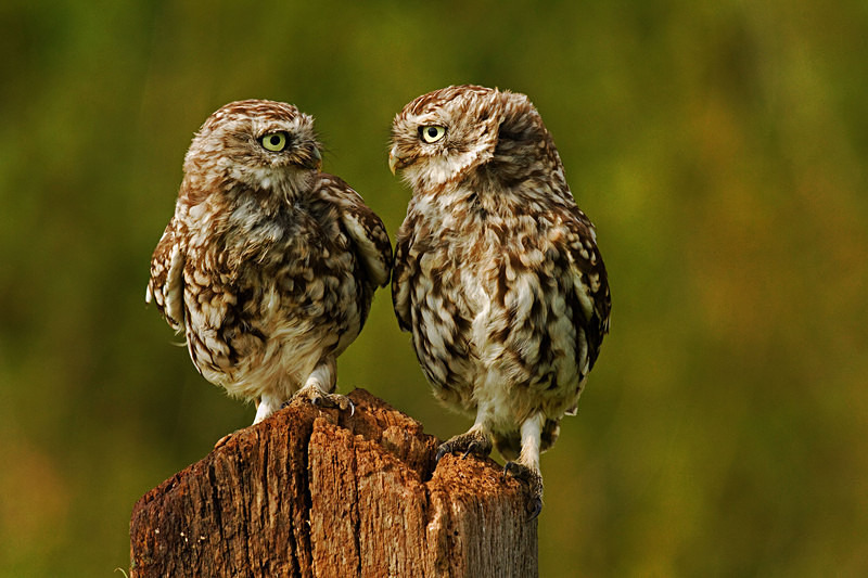  - Little Owls