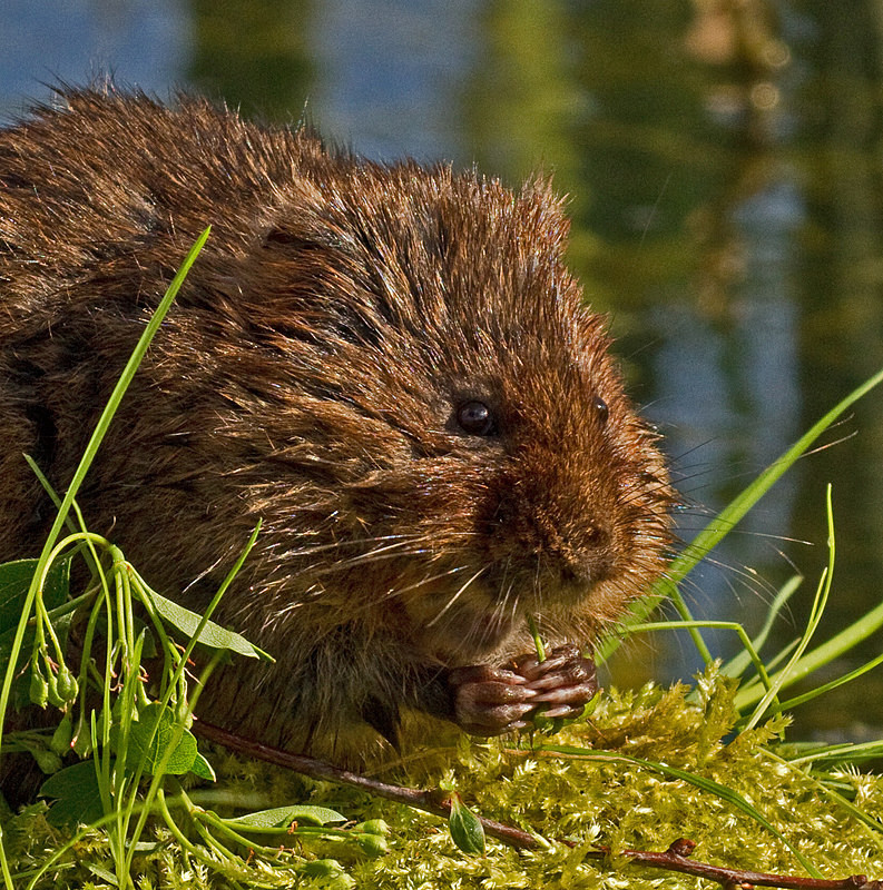  - Water Voles