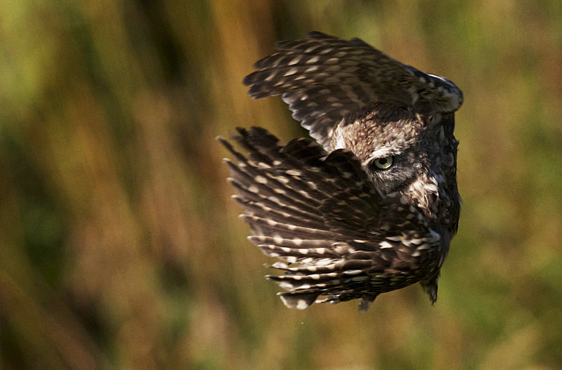  - Little Owls