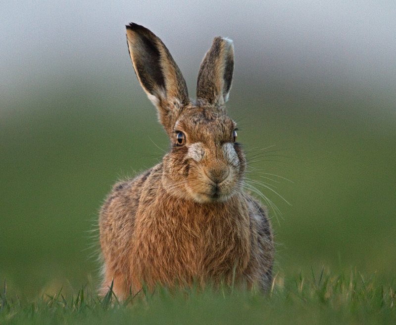  - Hares