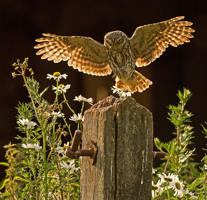  - Little Owls