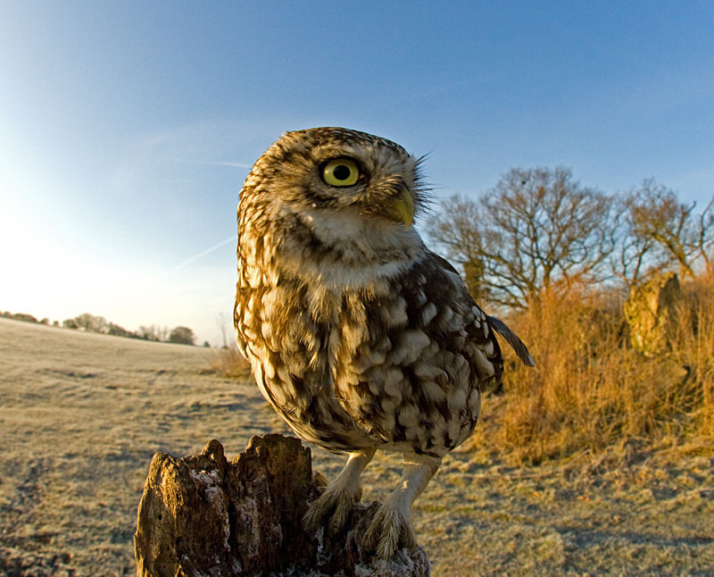 Little Owl - Little Owls