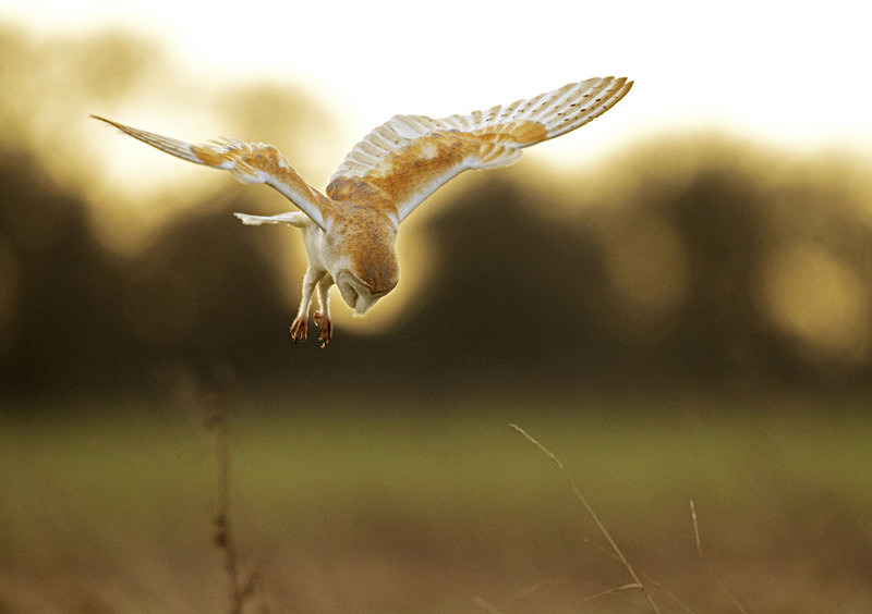 Barn Owl in flight - Barn Owls