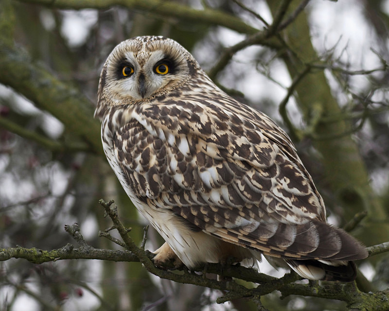 Short Eared Owl perched in a tree - Short Eared Owls