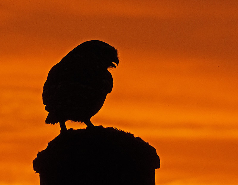  - Little Owls