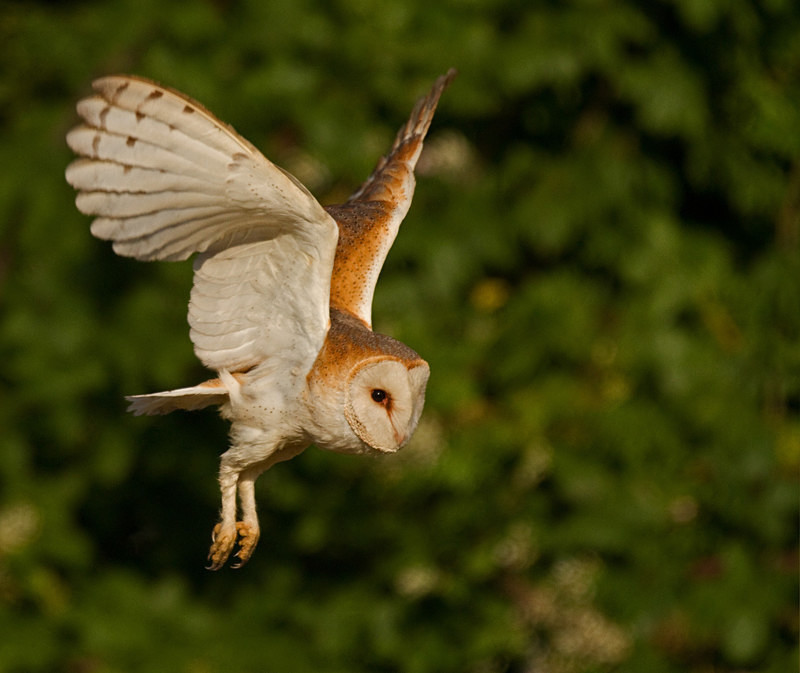  - Barn Owls