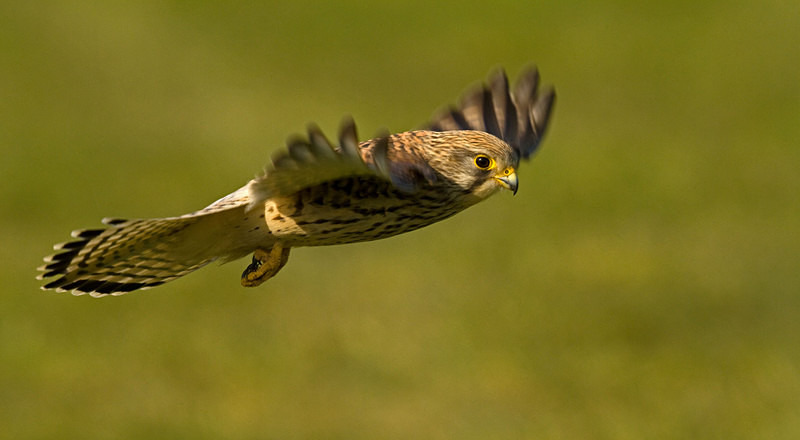 Kestrel in Flight at Stow Maries Aerodrome