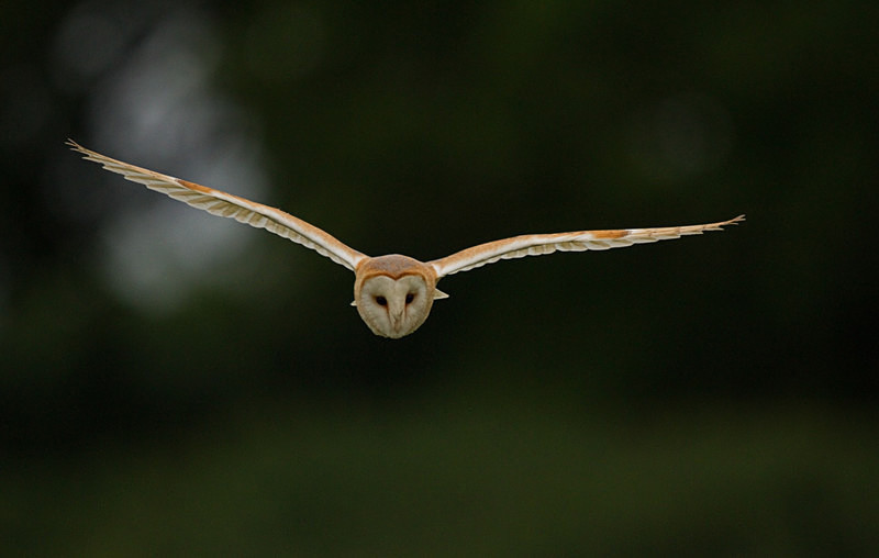  - Barn Owls