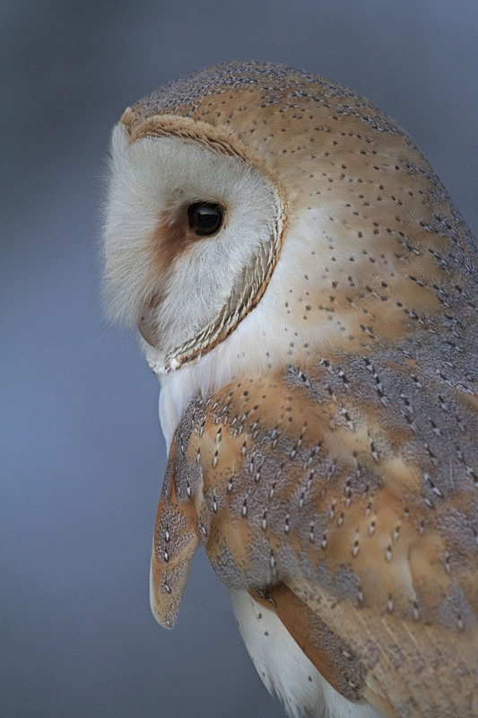 Barn Owl close up - Barn Owls