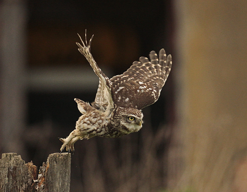  - Little Owls